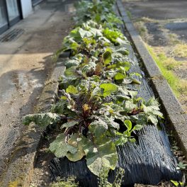 赤大根も育ってます♪