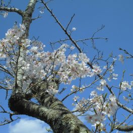 花見🌸レクリエーションに行ってきました♪