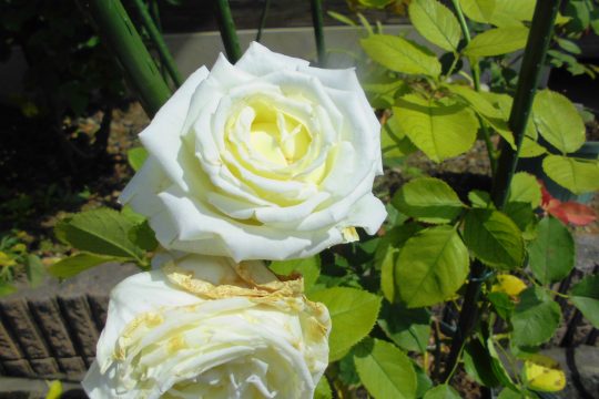 サンヴィレッジ花々の紹介①