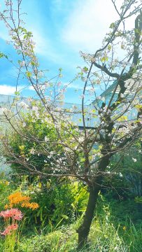 彼岸花と十月桜🌸