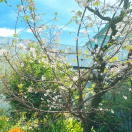 彼岸花と十月桜🌸