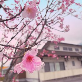 桜が咲きました🌸