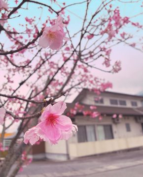 桜が咲きました🌸