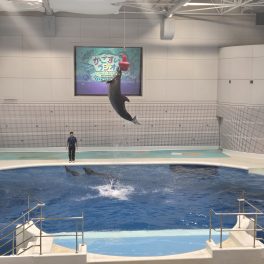 驚きと発見がいっぱい！いおワールドかごしま水族館へ