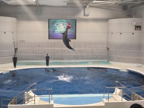 驚きと発見がいっぱい！いおワールドかごしま水族館へ